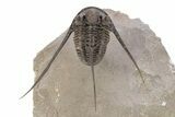 Long-Spined Cyphaspis Trilobite - Foum Zguid, Morocco #249022-1